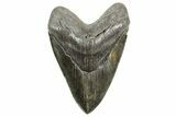 Fossil Megalodon Tooth - South Carolina #365697-1